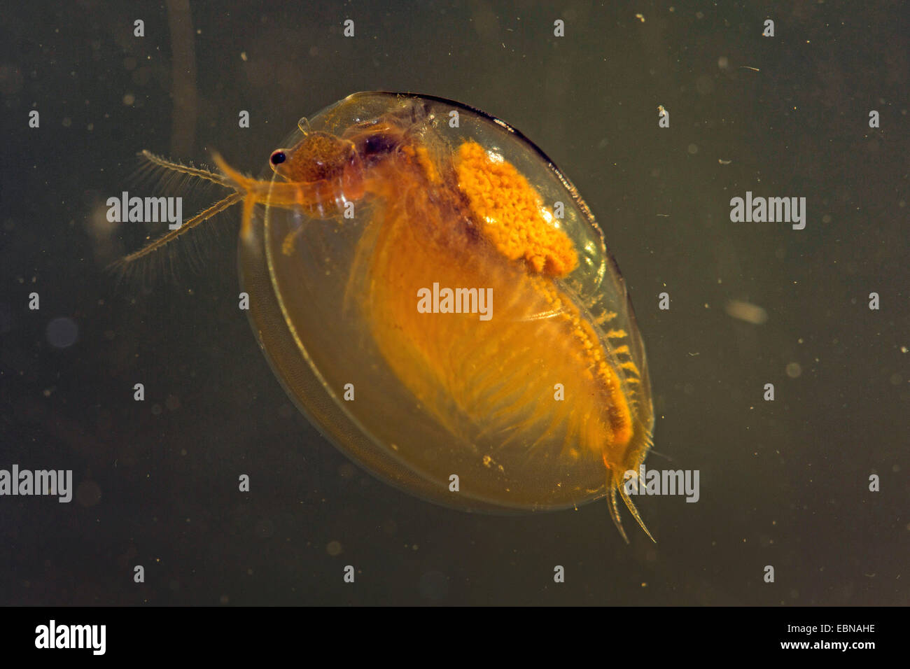 Clam shrimp (Limnadia lenticularis), female swimming, Germany, Bavaria
