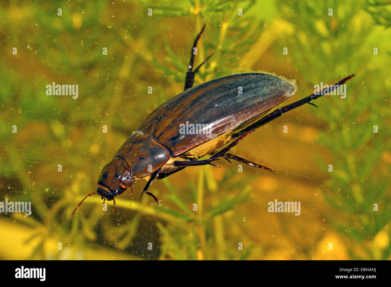 Hydrochara hi-res stock photography and images - Alamy