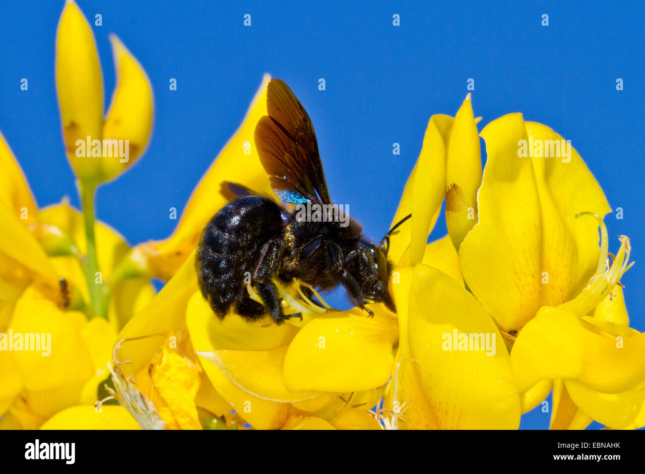 large carpenter bees (Xylocopa spec.), carpenter bee on broom flowers, Croatia, Istria Stock Photo
