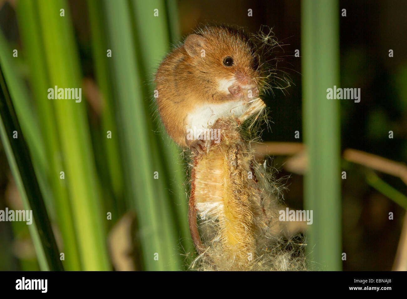 Old World harvest mouse (Micromys minutus), sitting on cat-tail feeding seed Stock Photo