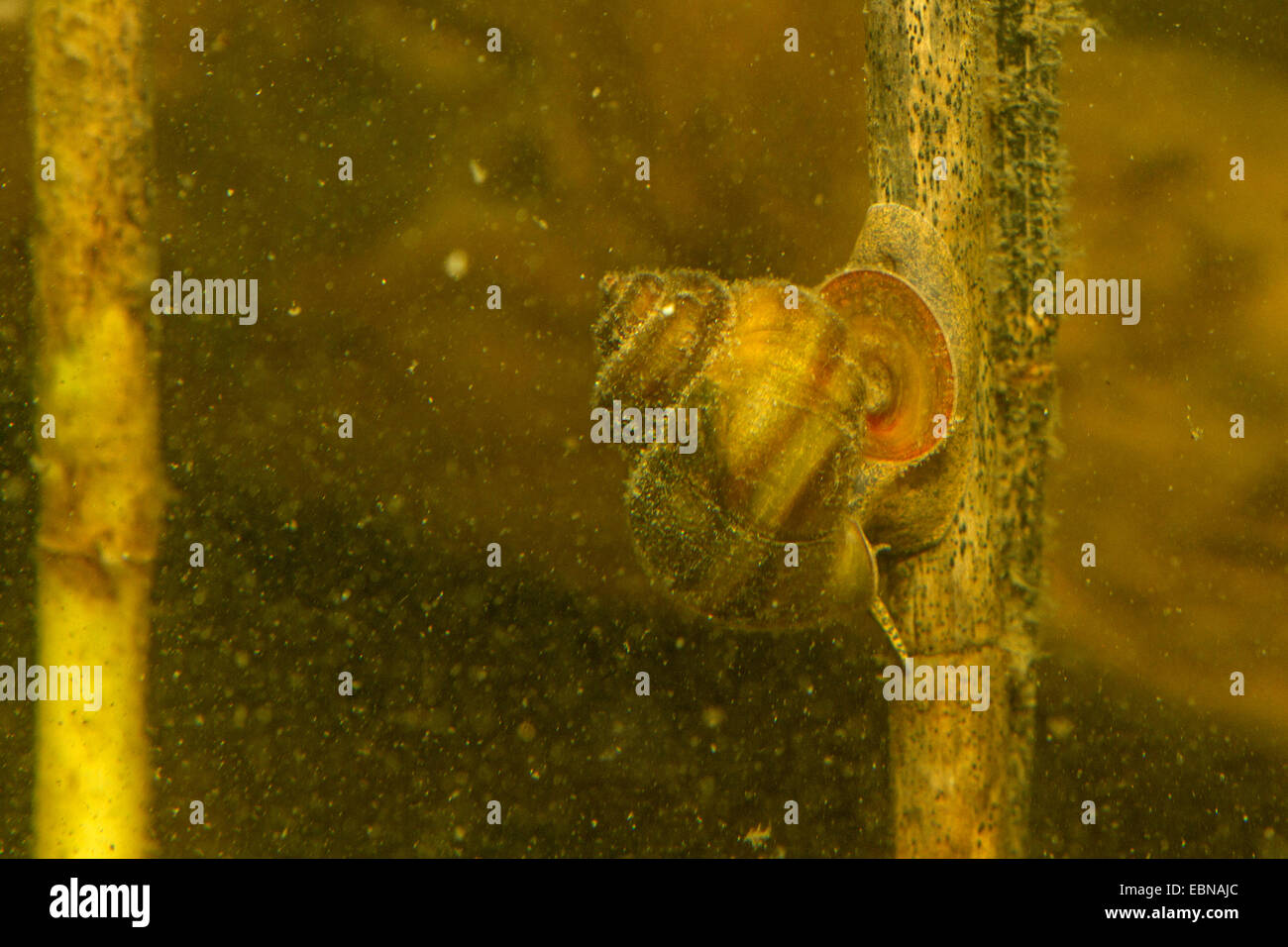 river snails (Viviparus spec.), feeding algae at a reed halm Stock Photo