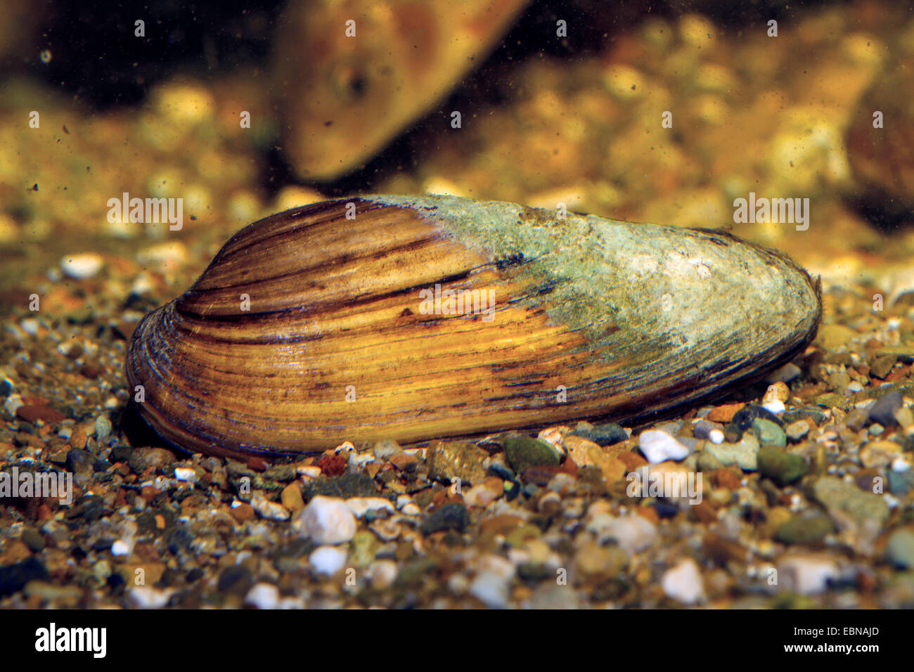 painter's mussel (Unio pictorum, Pollicepes pictorum), in the gravel of a river bed Stock Photo