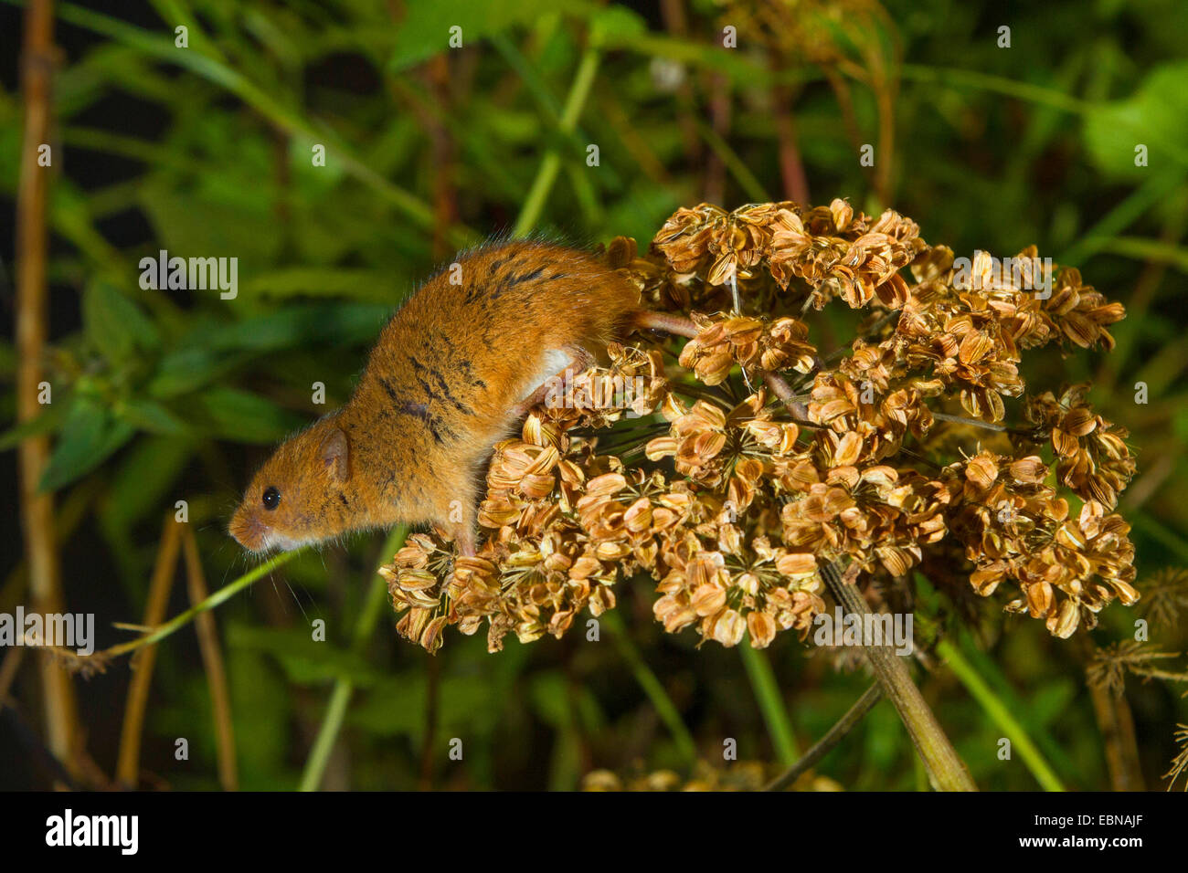 Old World harvest mouse (Micromys minutus), on fruit umbel of angelica Stock Photo
