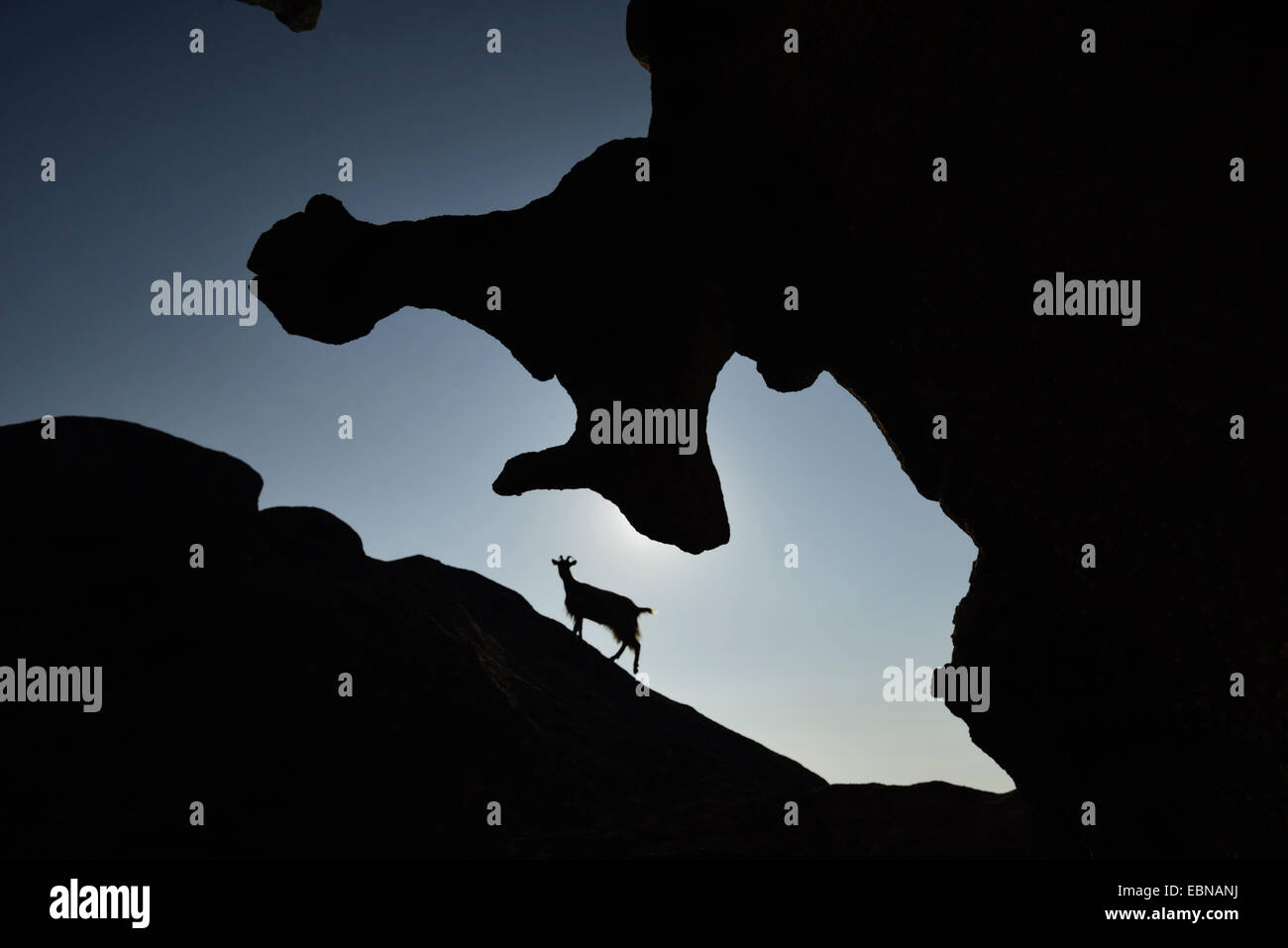 silhouette of bizarre rock formation with goat, France, Corsica, Porto  , Calanche de Piana Stock Photo