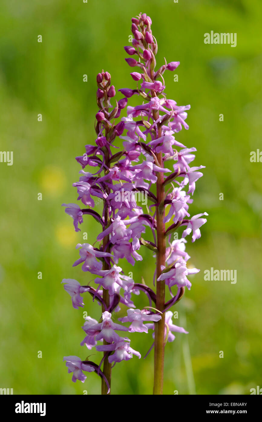 fragrant orchid (Gymnadenia conopsea), two inflorescences, Switzerland Stock Photo