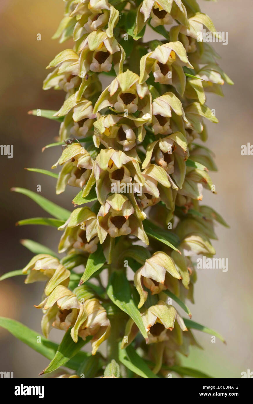 Broad-leaved helleborine, Eastern helleborine (Epipactis helleborine), flowers, Germany Stock Photo