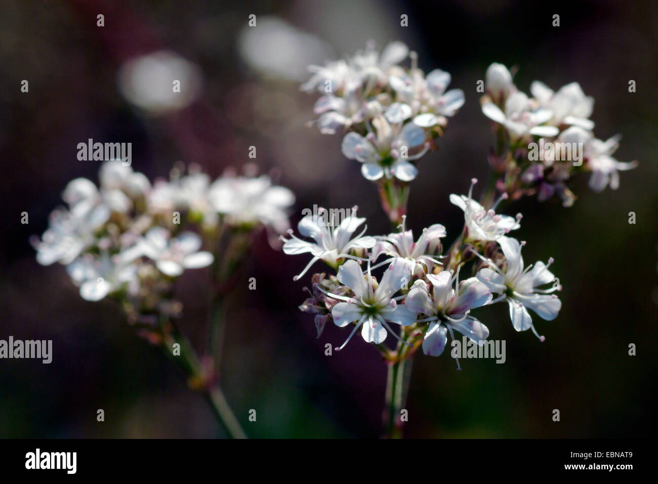 Fastigiate Gypsophila (Gypsophila fastigiata), inflorescence, Germany Stock Photo