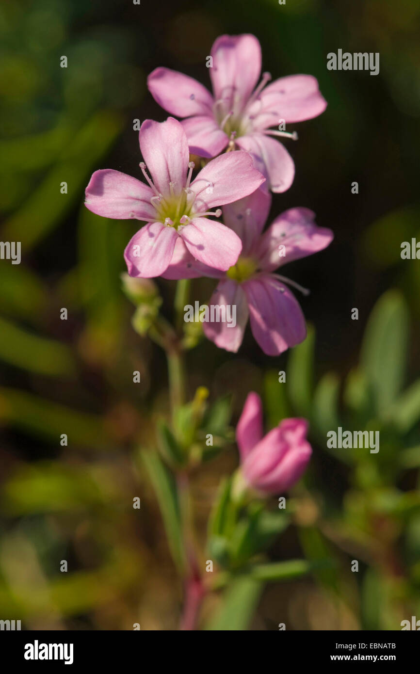 Creeping baby's breath, Alpine Gypsophila (Gypsophila repens 'Rosea