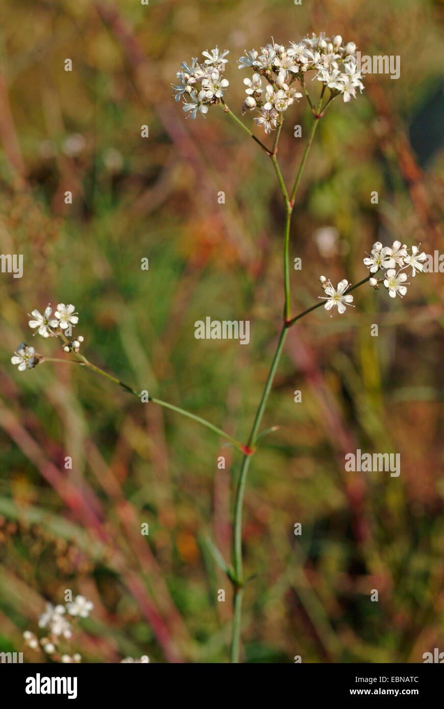 Fastigiate hi-res stock photography and images - Alamy