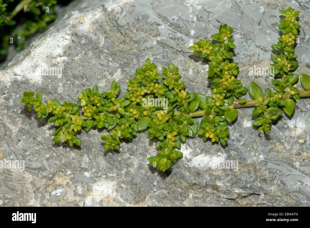 smooth rupturewort, smooth burstwort (Herniaria glabra), blooming on a rock, Germany Stock Photo