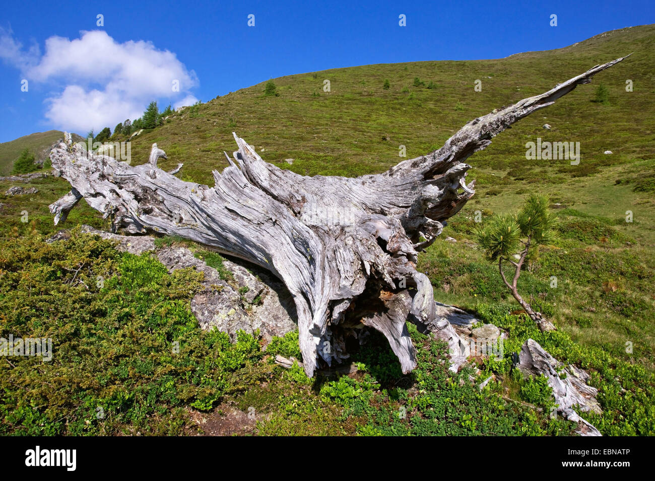 Swiss stone pine, arolla pine (Pinus cembra), overturned log in mountain meadow, Austria, Kaernten, Nockberge National Park Stock Photo