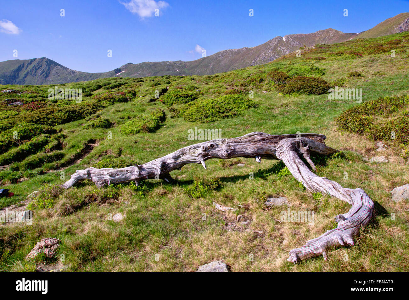 Swiss stone pine, arolla pine (Pinus cembra), overturned old log in mountain meadow, Austria, Kaernten, Nockberge National Park Stock Photo