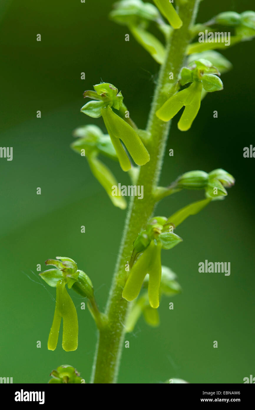 common twayblade, egg-leaf twayblade (Listera ovata), flowers, Germany Stock Photo