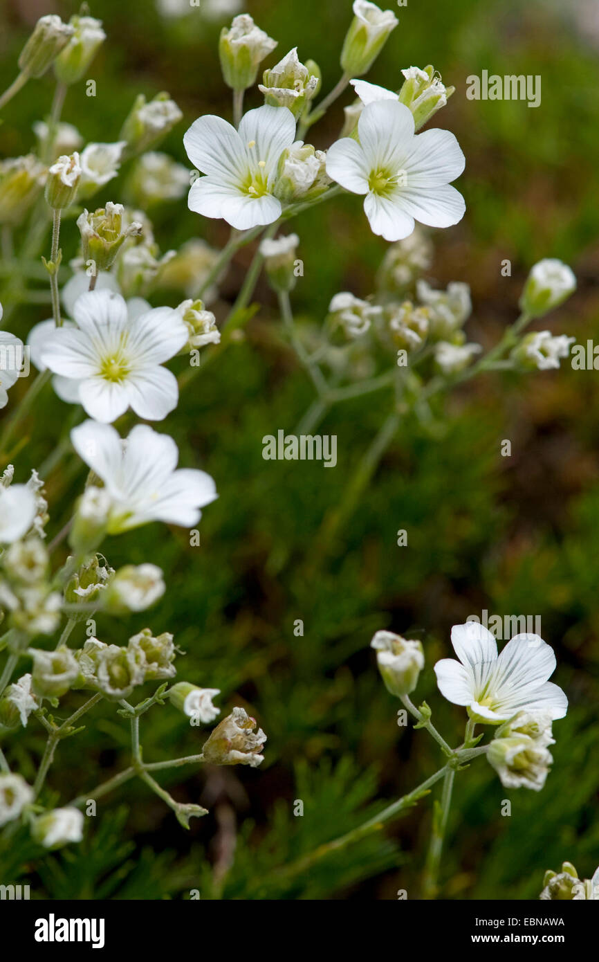 Larch Leaved Sandwort (Minuartia laricifolia), blooming Stock Photo