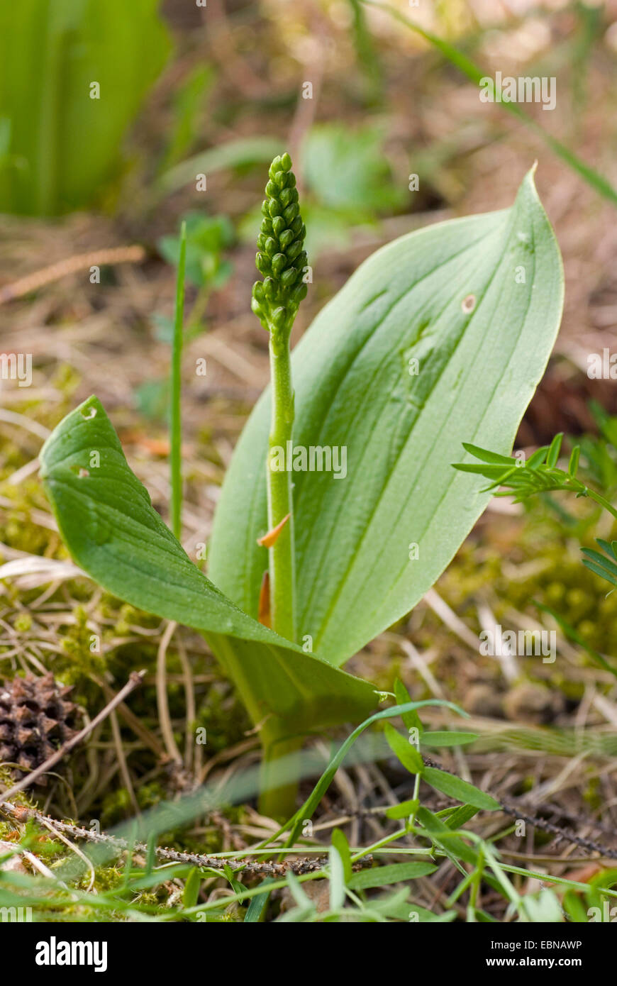 common twayblade, egg-leaf twayblade (Listera ovata), in bud, Germany Stock Photo