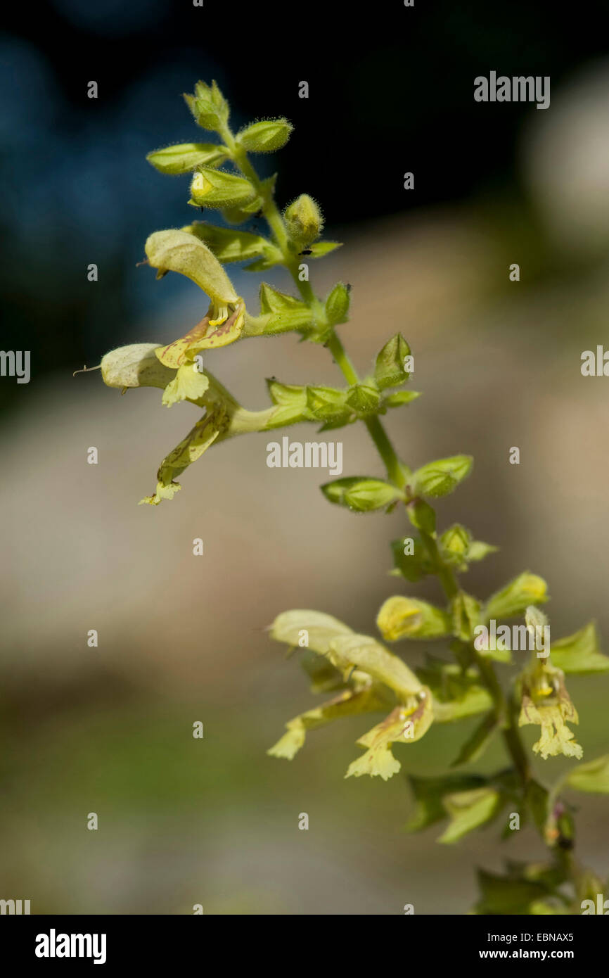 Hardy sage, Sticky sage (Salvia glutinosa), inflorescence, Germany Stock Photo