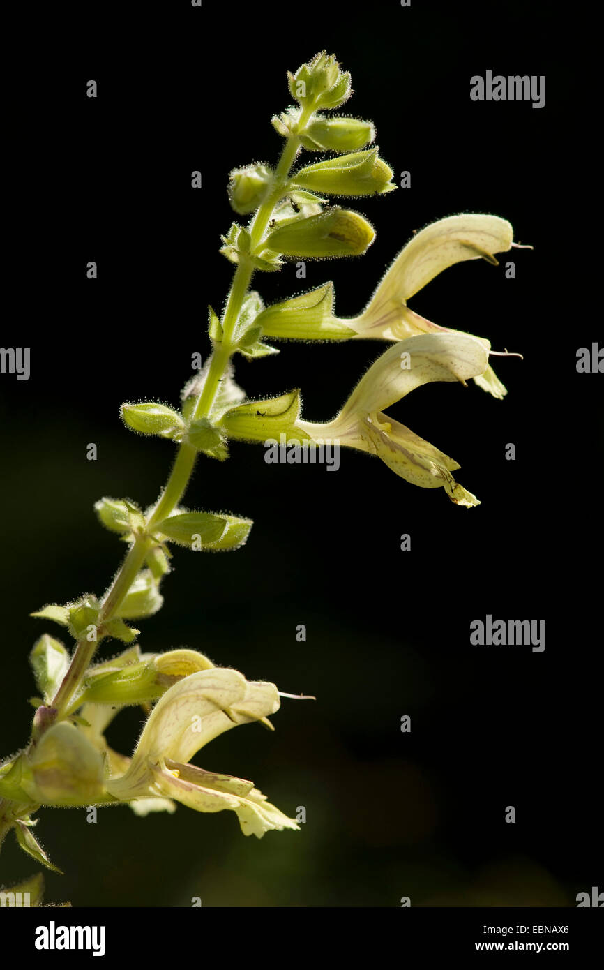 Hardy sage, Sticky sage (Salvia glutinosa), inflorescence, Germany Stock Photo
