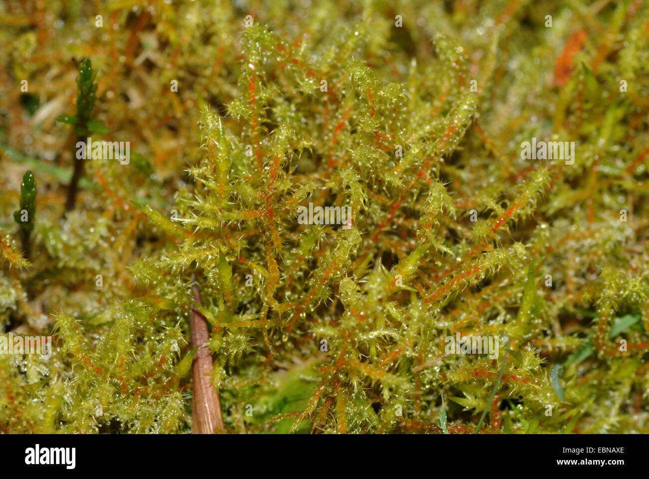 Springy turf-moss, Square goose neck moss (Rhytidiadelphus squarrosus), Germany Stock Photo