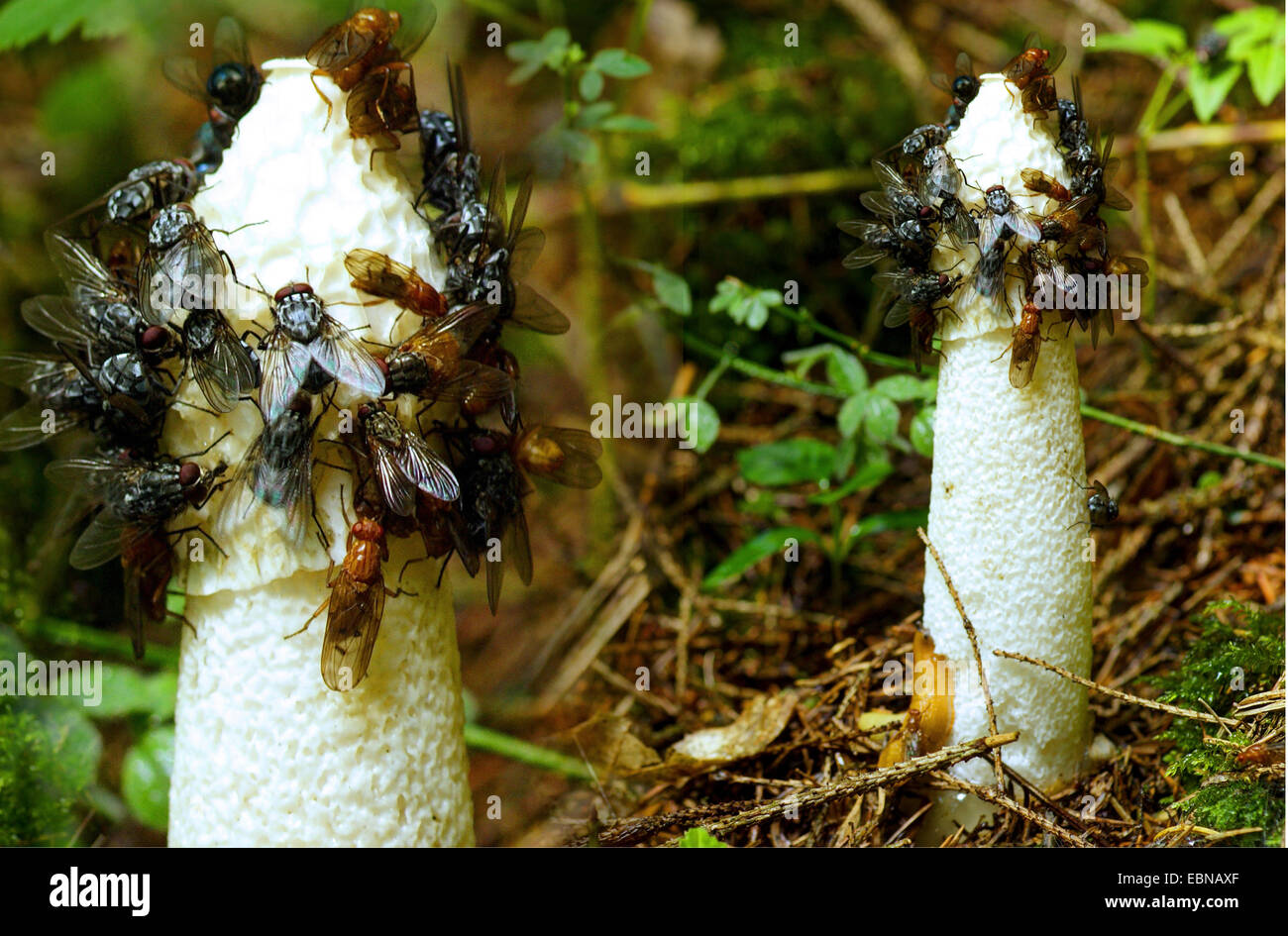 stinkhorn (Phallus impudicus), many flies on fruiting bodies, Germany, North Rhine-Westphalia, Bergisches Land Stock Photo