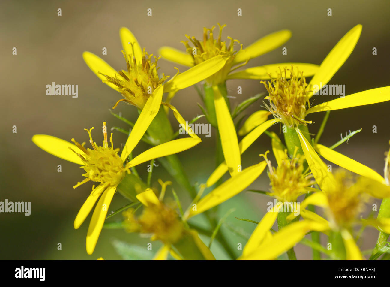 Groundsel (Senecio nemorensis agg.), blooming, Germany, Bavaria, Oberbayern, Upper Bavaria Stock Photo