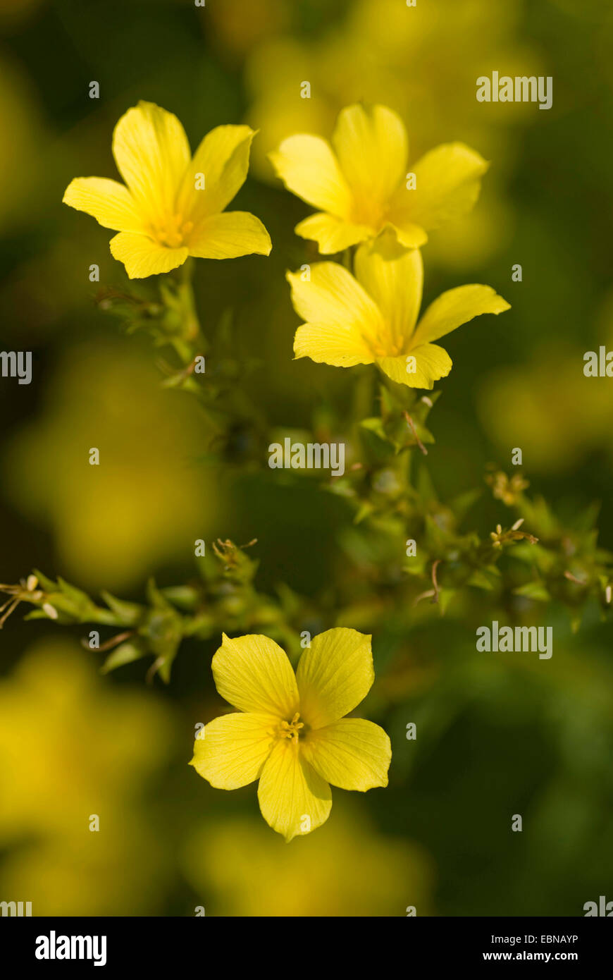 yellow flax (Linum flavum), blooming, Germany Stock Photo