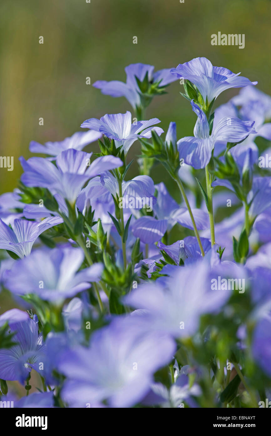 Hairy Flax (Linum hirsutum), blooming Stock Photo