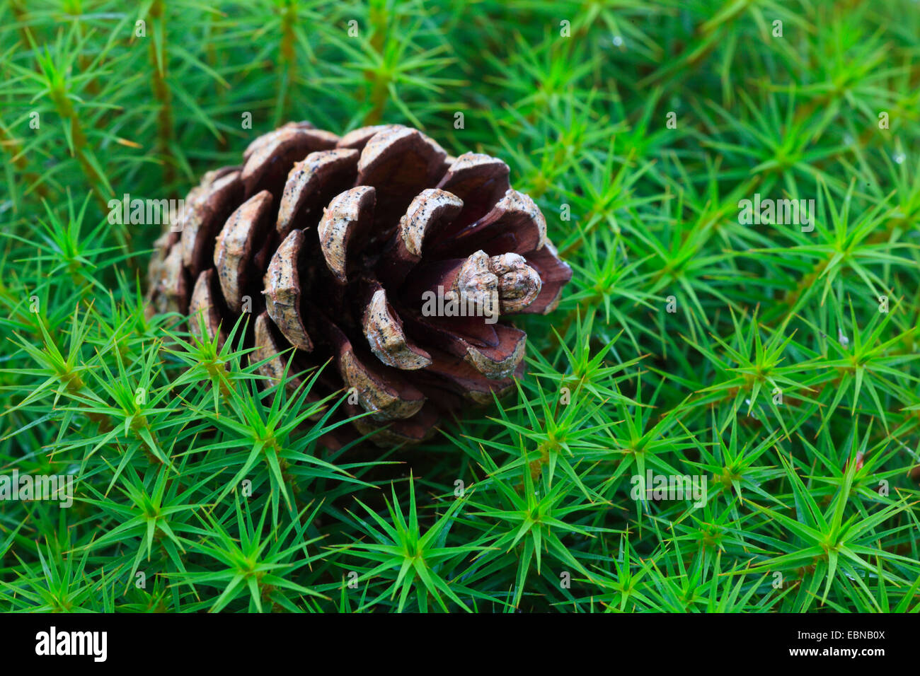 Star Moss, Haircap Moss, Hair Moss (Polytrichum formosum, Polytrichum attenuatum), pine cone lying in a moss cushion, United Kingdom, Scotland, Cairngorms National Park Stock Photo
