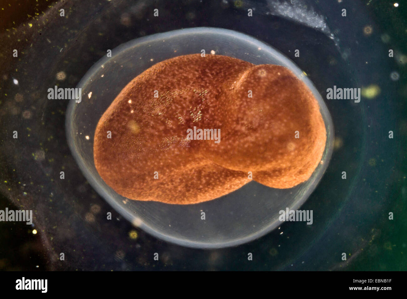 moor frog (Rana arvalis), egg with embryonic development Stock Photo