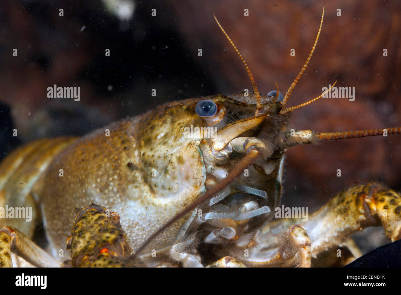 Danube crayfish, Galician crayfish, Turkish crayfish, narrow-clawed crayfish  (Astacus leptodactylus ), portrait of a female Stock Photo