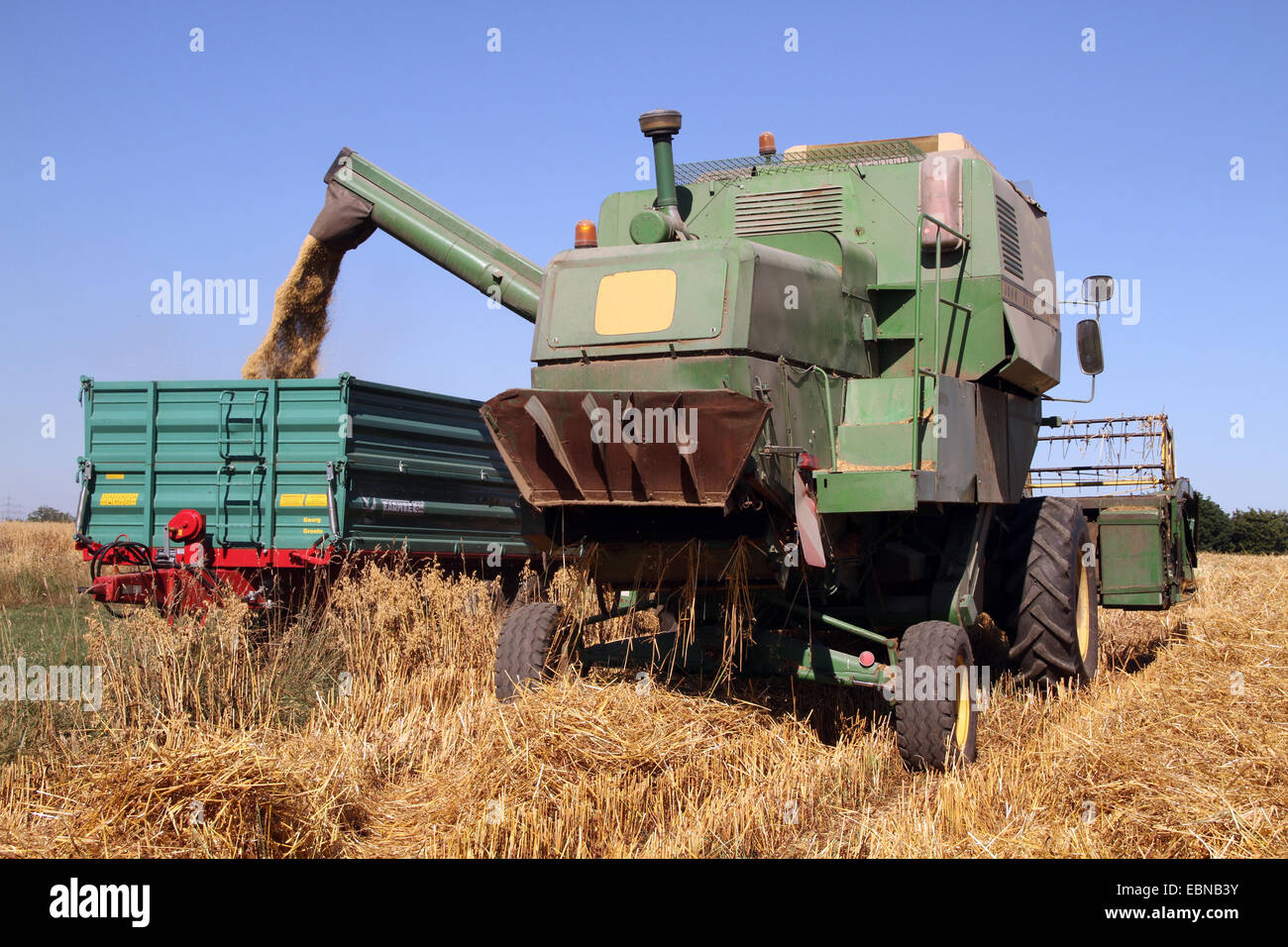 cultivated oat, common oat (Avena sativa), oating , Germany Stock Photo
