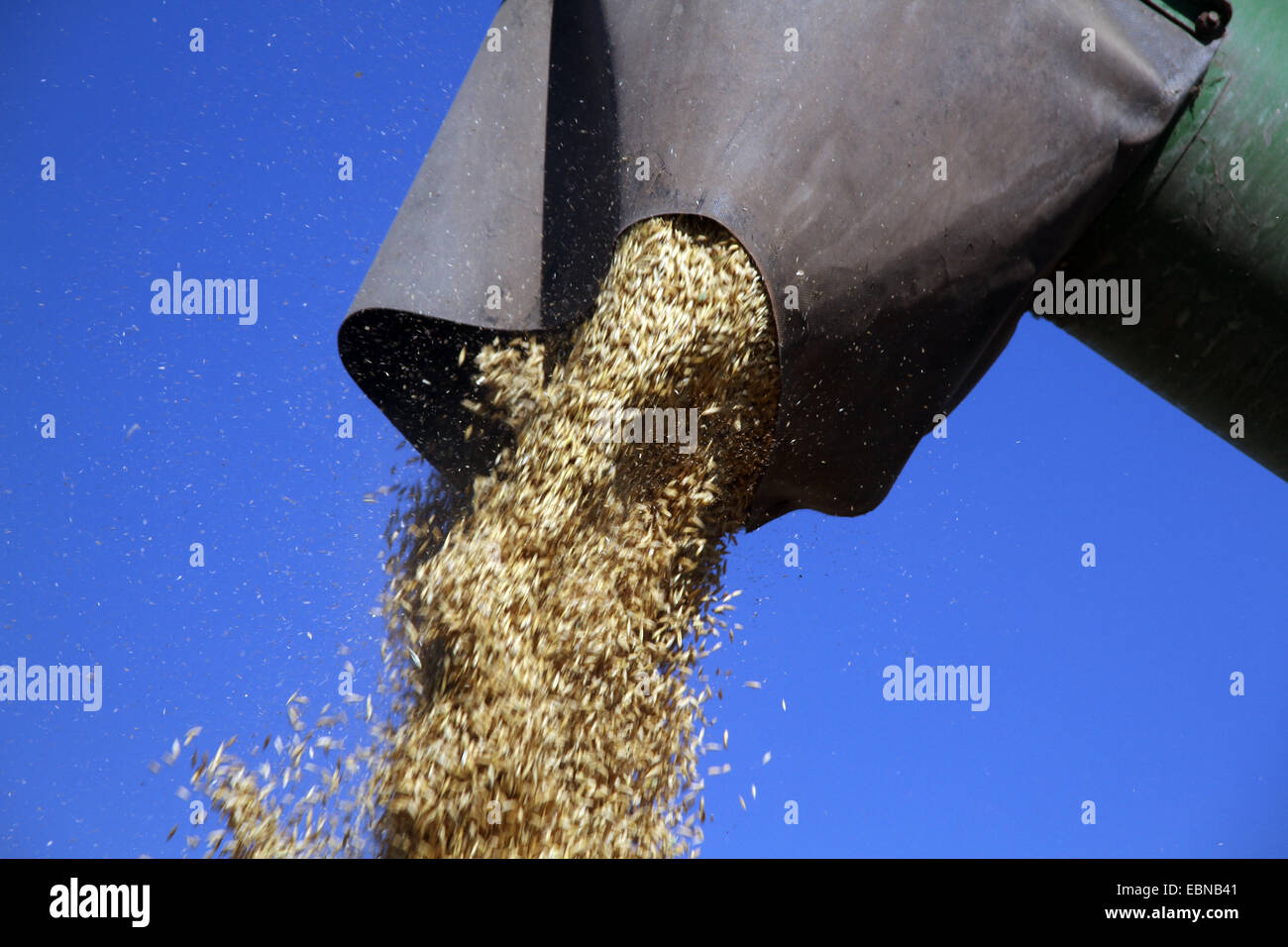 cultivated oat, common oat (Avena sativa), oat corns being eject from a harvester, Germany Stock Photo