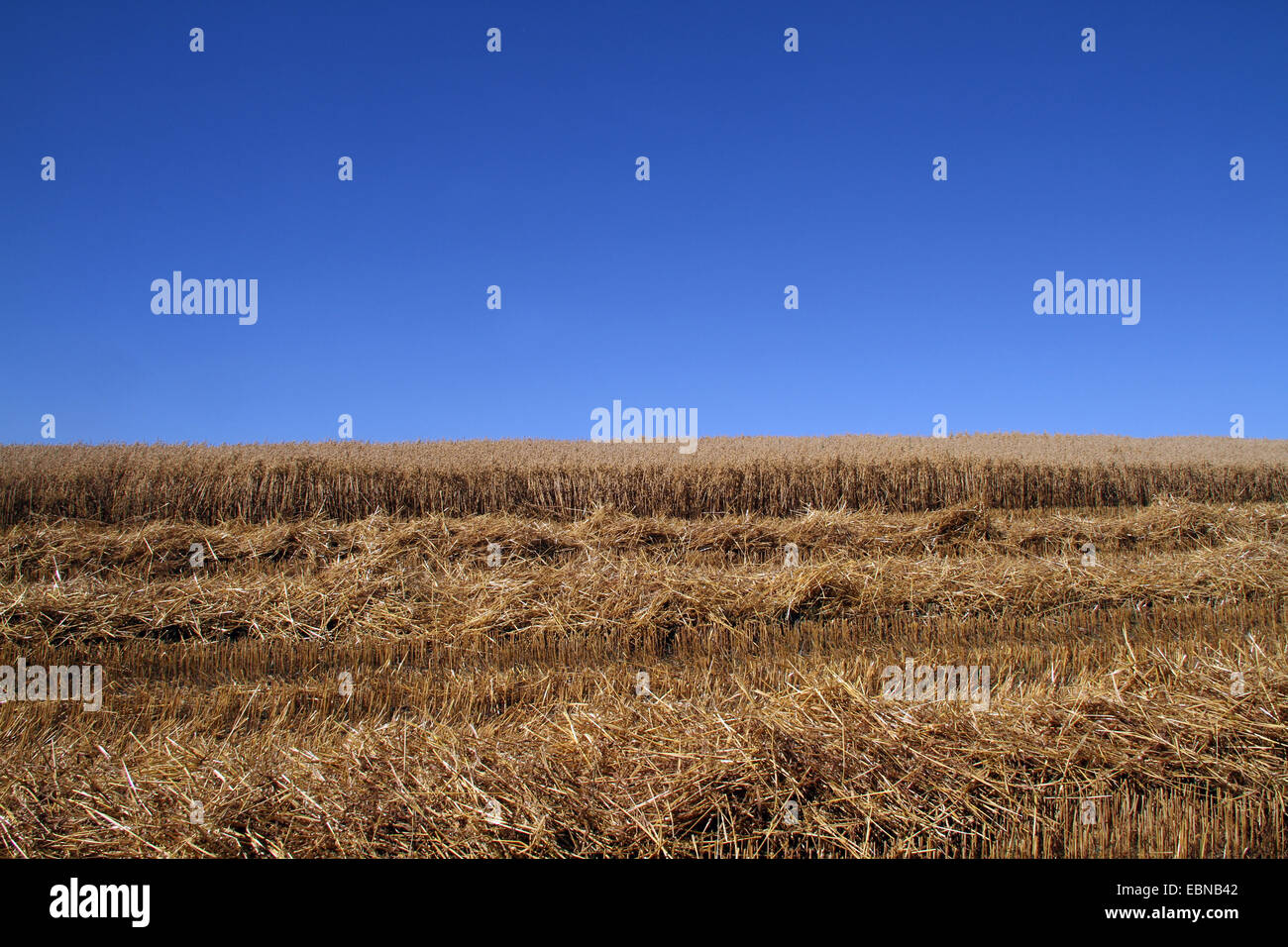 cultivated oat, common oat (Avena sativa), ripe oatfield is harvested, Germany Stock Photo