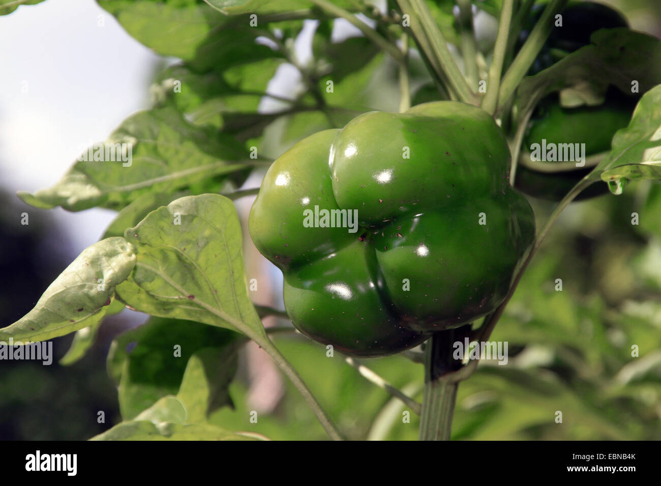 chili pepper, paprika (Capsicum annuum), green paprika Stock Photo