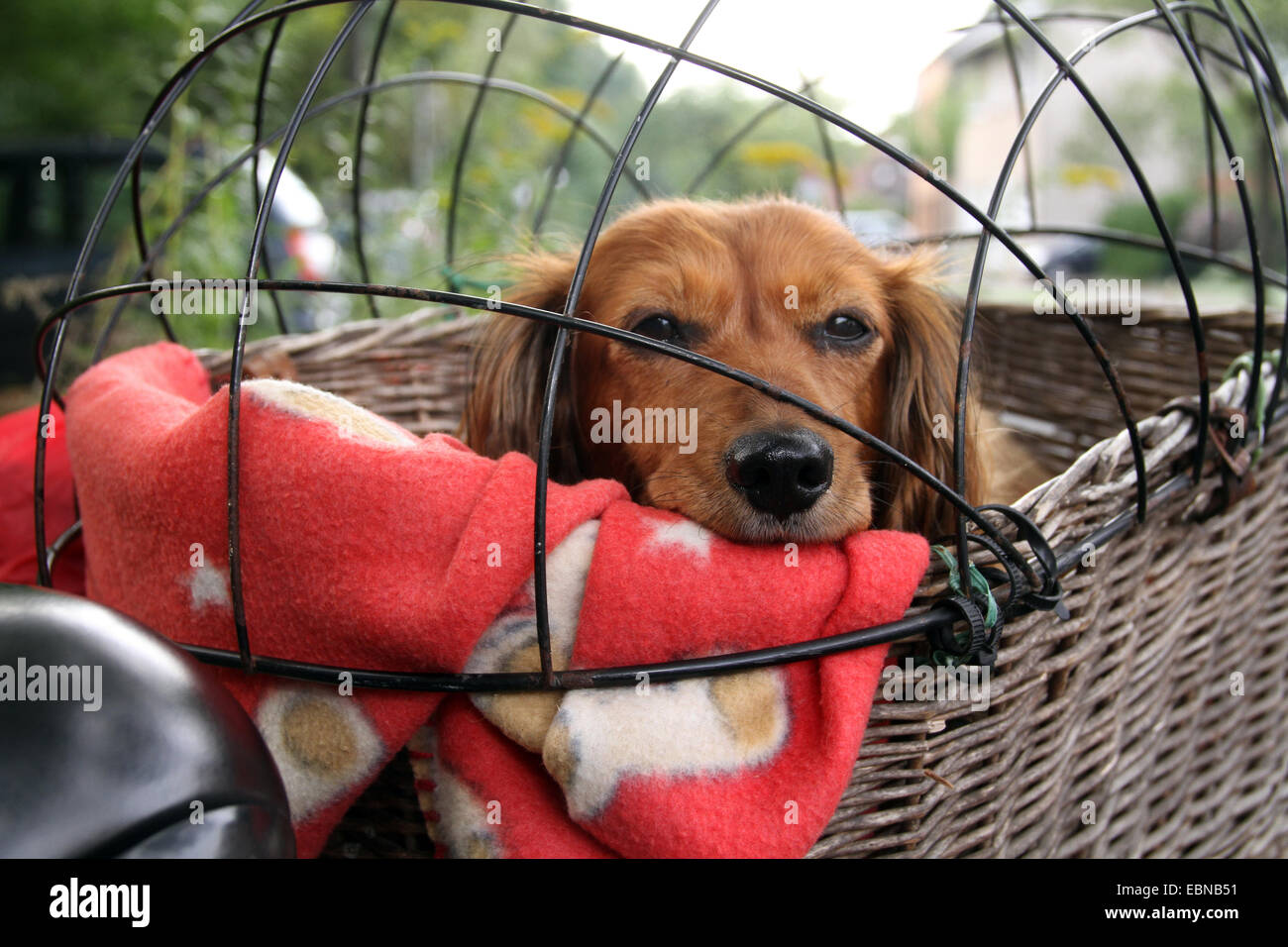 Long Haired Dachshund Long Haired Sausage Dog Domestic Dog