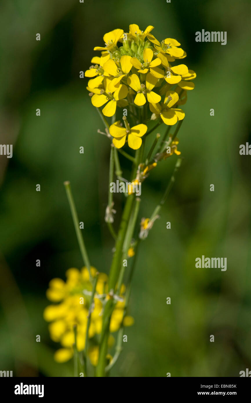 treacle mustard, wormseed mustard, wallflower mustard, worm-seed mustard (Erysimum cheiranthoides), inflorescence, Germany Stock Photo
