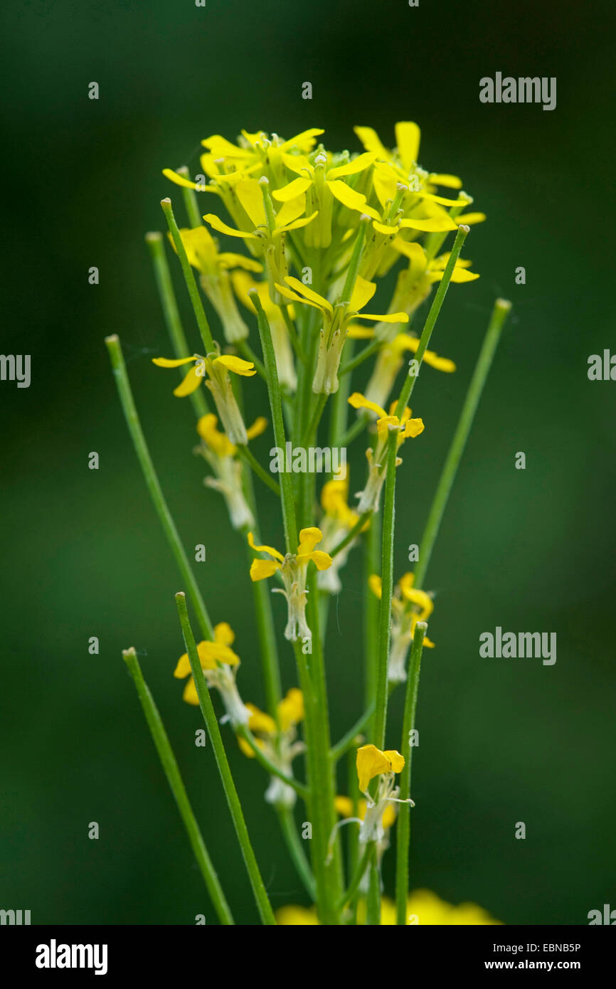 European wallflower (Erysimum hieraciifolium), inflorescence, Germany Stock Photo