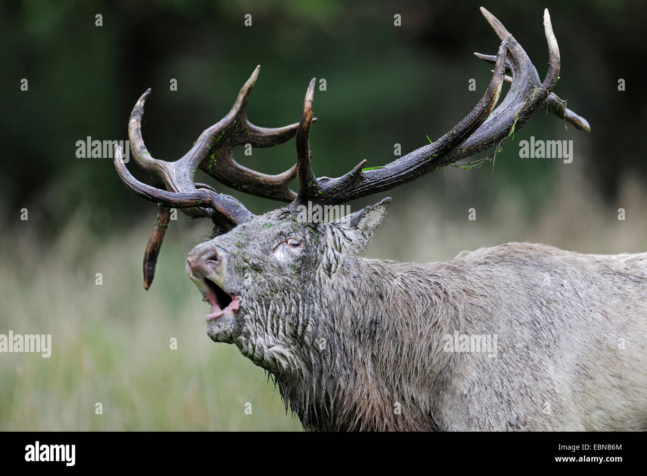 Bactrian deer (Cervus elaphus bactrianus), impressive roaring stag after wallowing, white morph, Denmark Stock Photo