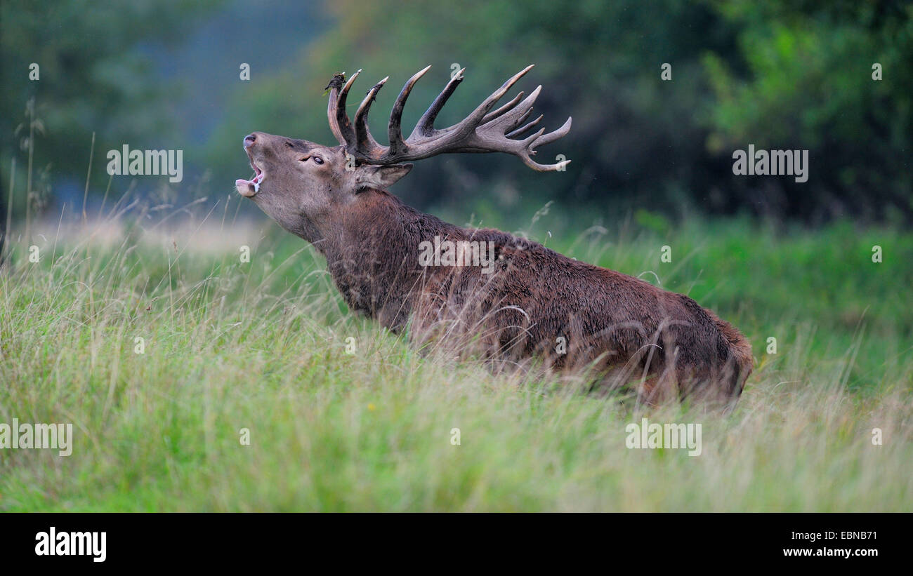 red deer (Cervus elaphus), impressive roaring stag in rutting season, Denmark Stock Photo