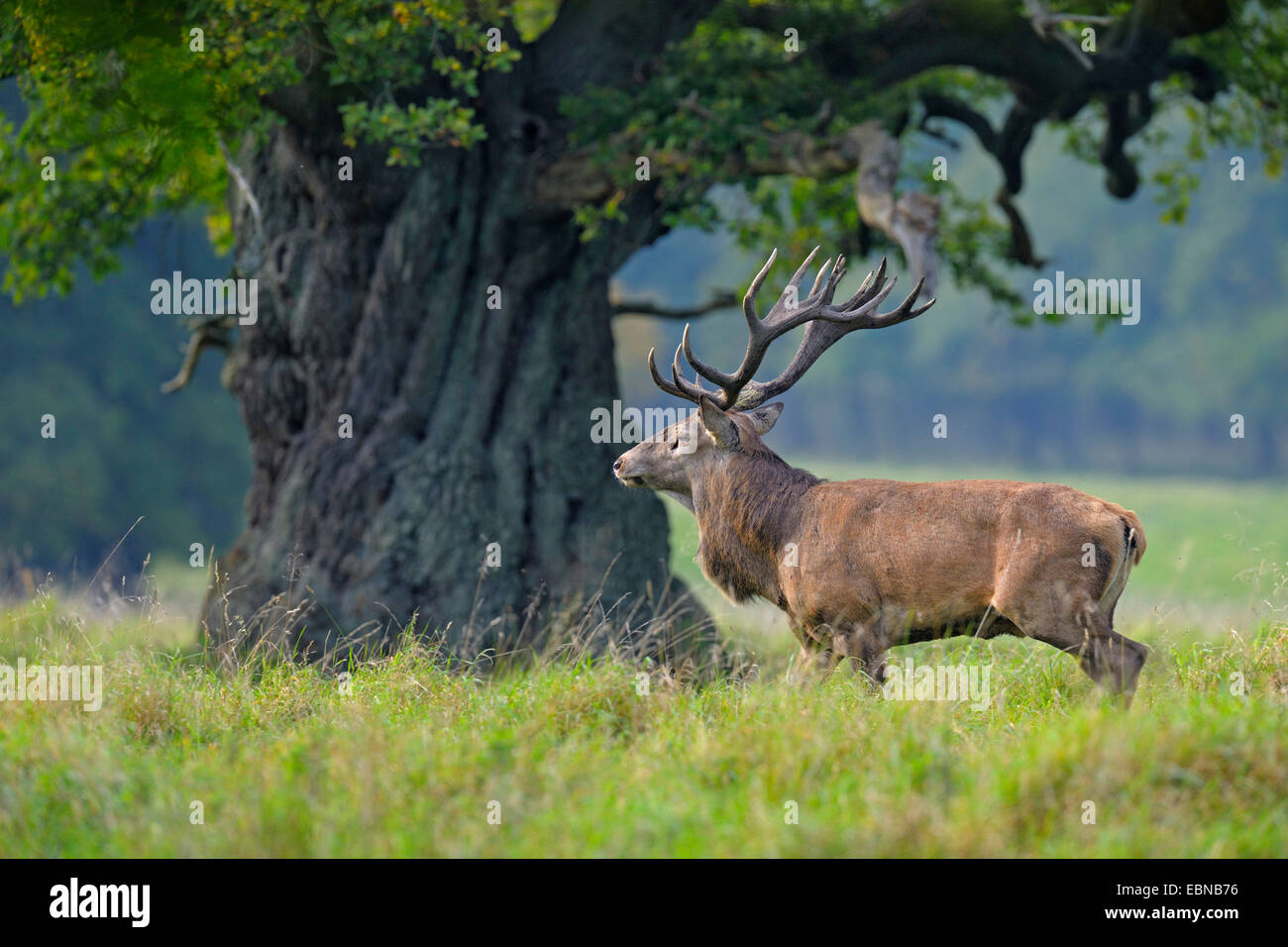 red deer (Cervus elaphus), impressive Stag standing under a several hundred years old oak, Denmark Stock Photo