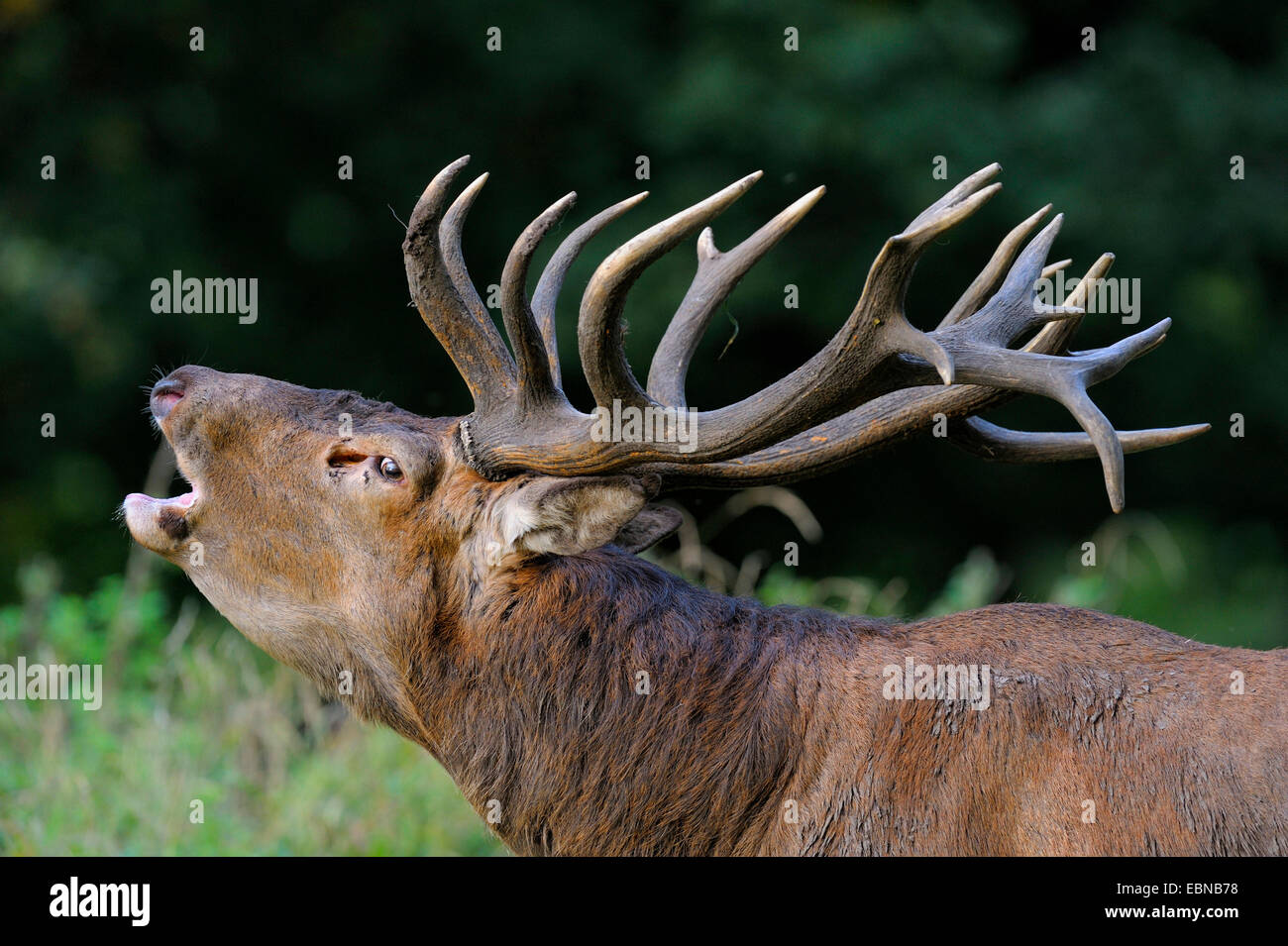 red deer (Cervus elaphus), impressive roaring stag , Denmark Stock Photo