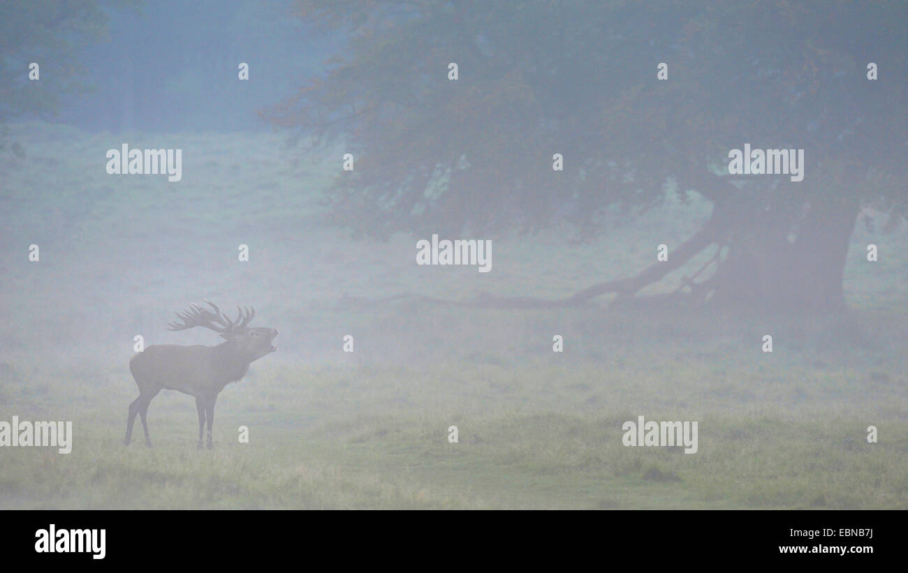 red deer (Cervus elaphus), impressive stag standing in a maedow with an old oak in evening light with mist, Denmark Stock Photo