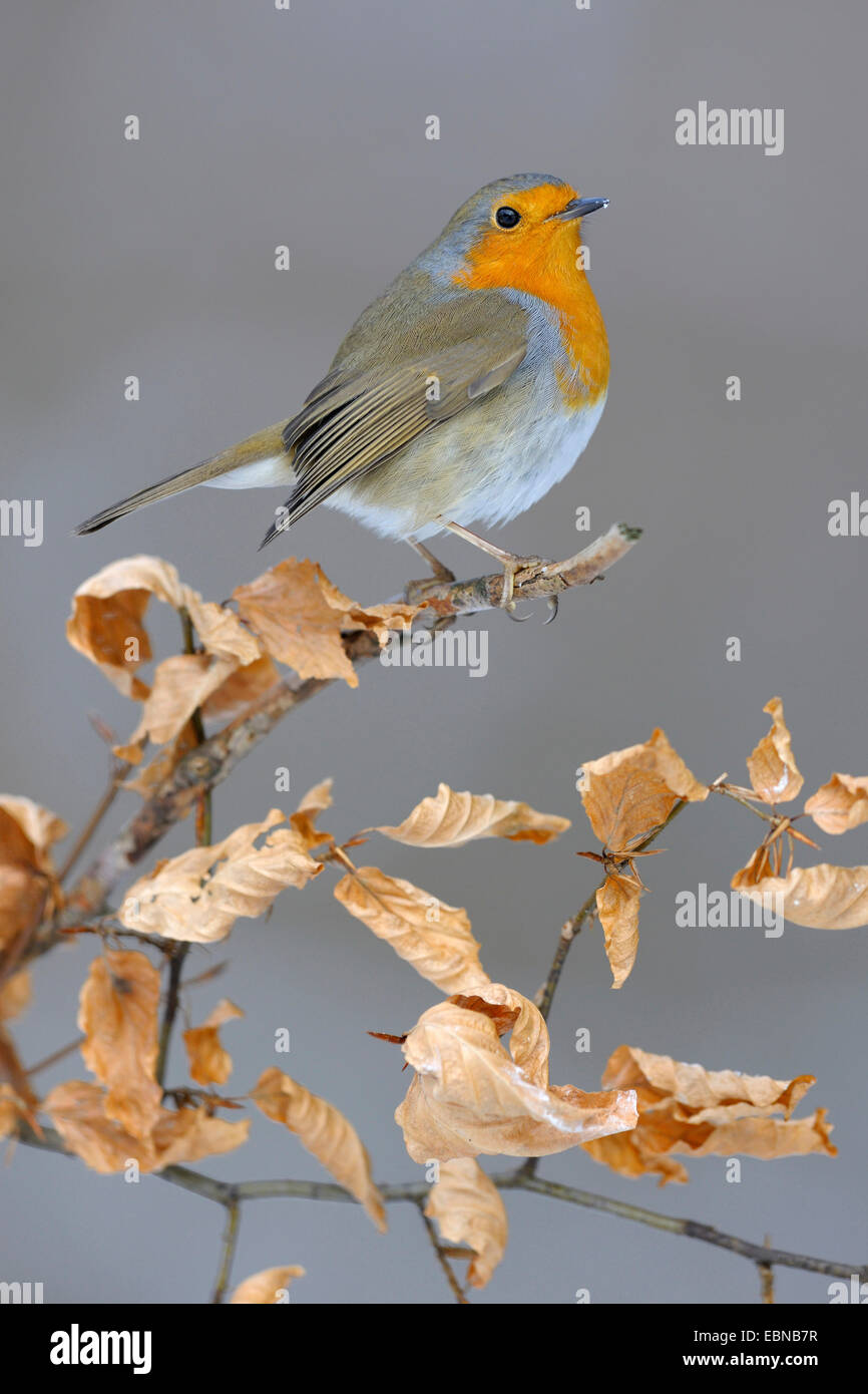 European robin (Erithacus rubecula), in winter on its lookout, beech branch with autumn foliage, Germany, Baden-Wuerttemberg Stock Photo