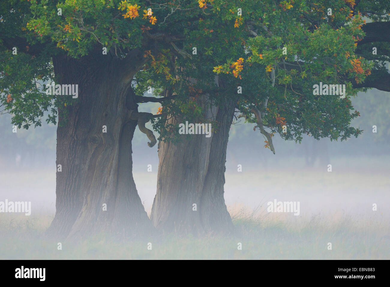 common oak, pedunculate oak, English oak (Quercus robur), mystic misty mood with several hunders years old oaks, Denmark Stock Photo