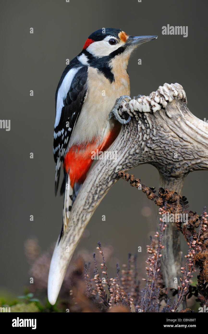 Great spotted woodpecker (Picoides major, Dendrocopos major), in autumn on unusual lookout, shed antler from red deer, Germany, Baden-Wuerttemberg Stock Photo