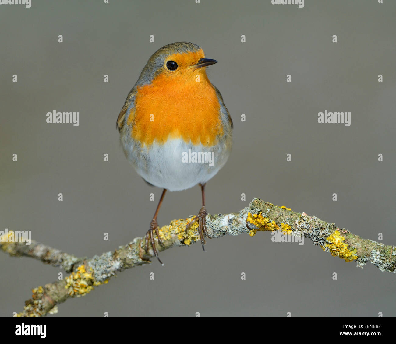 European robin (Erithacus rubecula), on a branch, Germany, Baden-Wuerttemberg Stock Photo