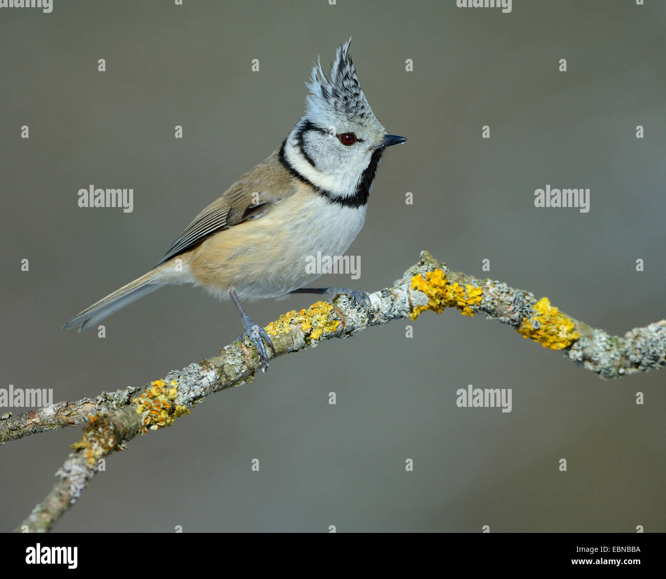 crested tit (Parus cristatus, Lophophanes cristatus), on a branch, Germany, Baden-Wuerttemberg Stock Photo
