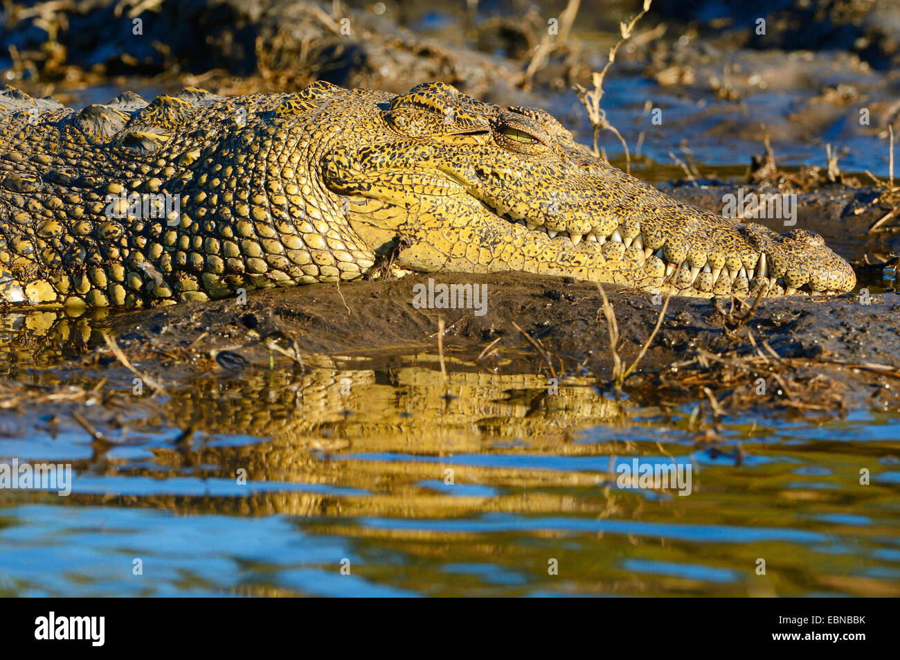Nile crocodile (Crocodylus niloticus), crocodile resting on a sand bank in a river in evening light, Botswana, Chobe National Park Stock Photo