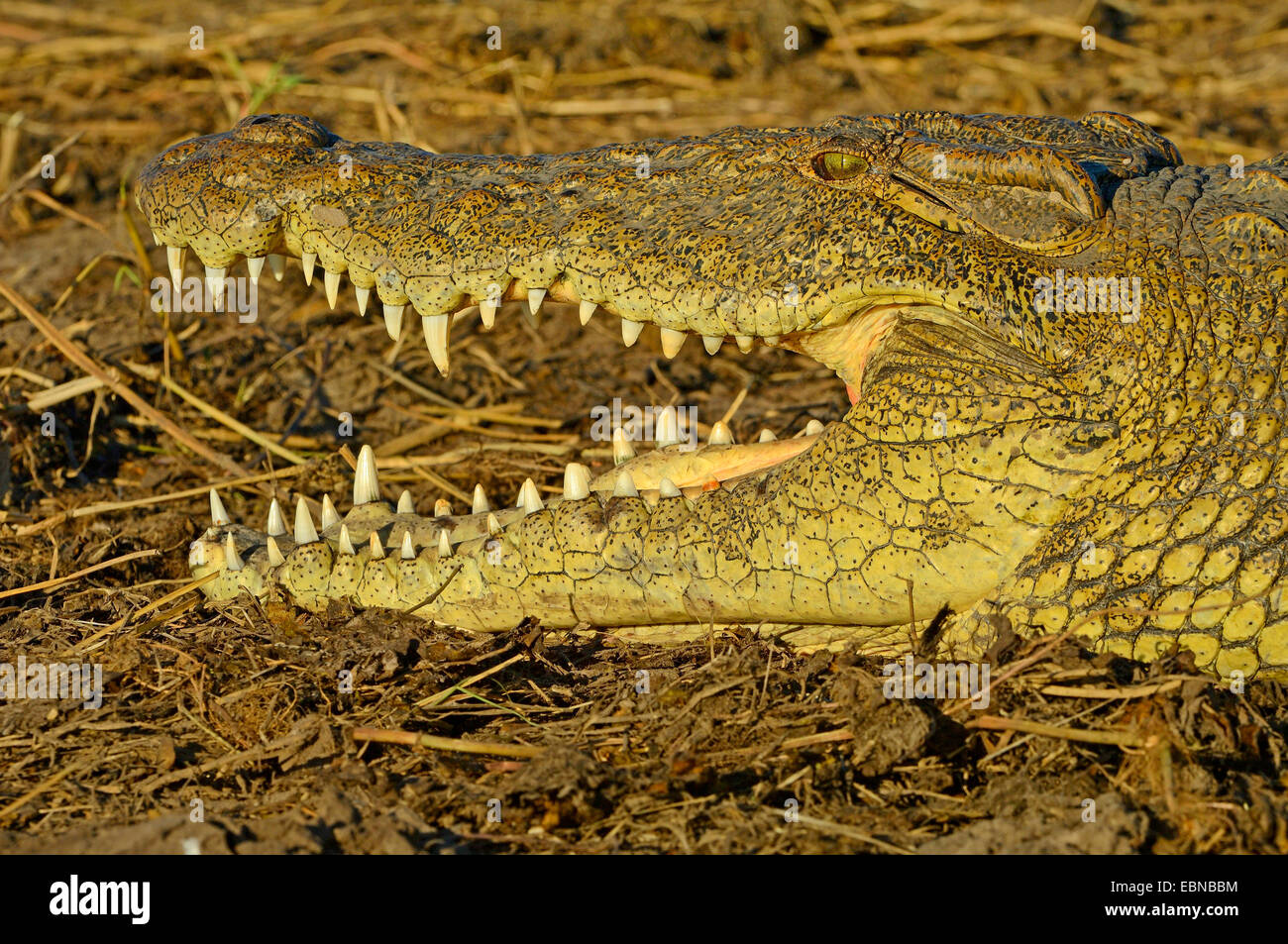 Nile crocodile (Crocodylus niloticus), crocodile resting on a sand bank ...