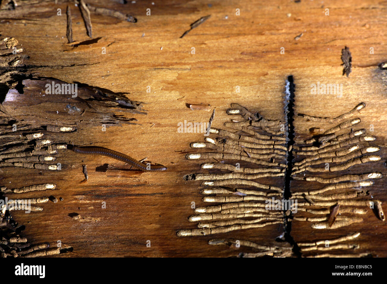 bark beetles, engraver beetles & ambrosia beetles, timber beetles (Scolytidae, Ipidae), breeding burrows in wood, Germany, Reinland-Pfalz, Siebengebirge Stock Photo