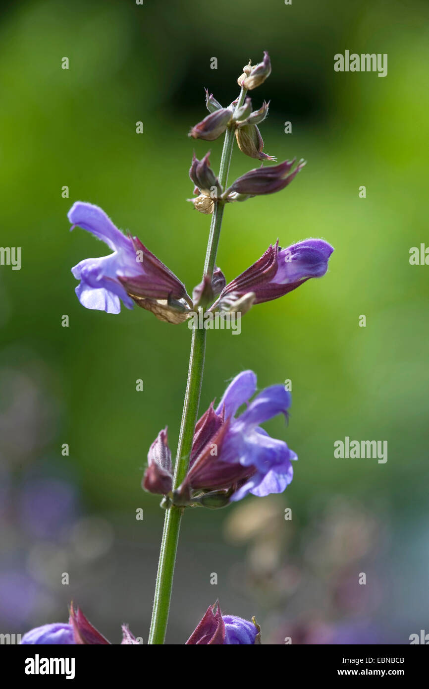 common sage, kitchen sage (Salvia officinalis), inflorescence Stock Photo